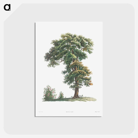 アートポストカード-Tree - ピエール ジョゼフ ルドゥーテ Postcard.