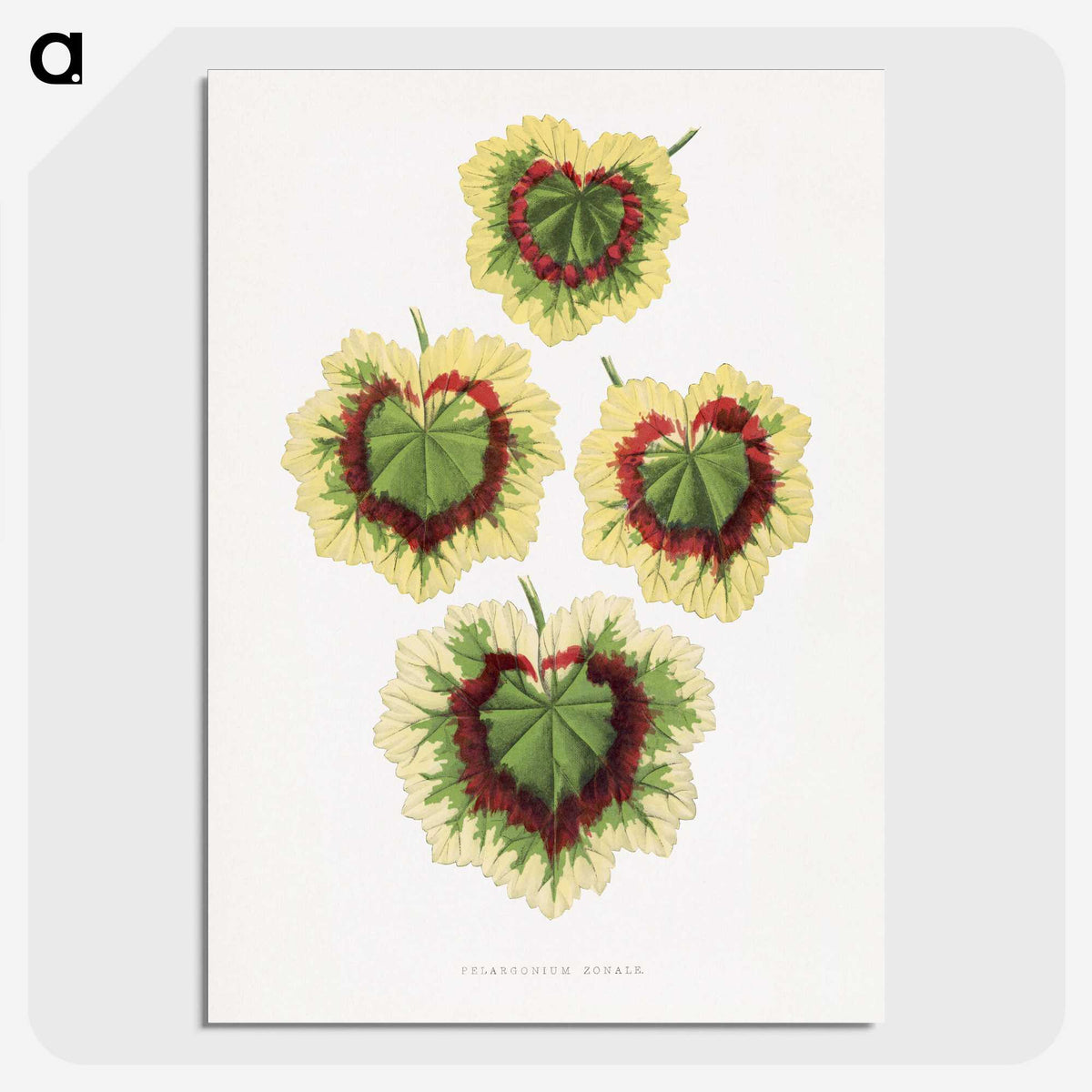 1-73_Plants-with-Colored-Foliage_picture-crop