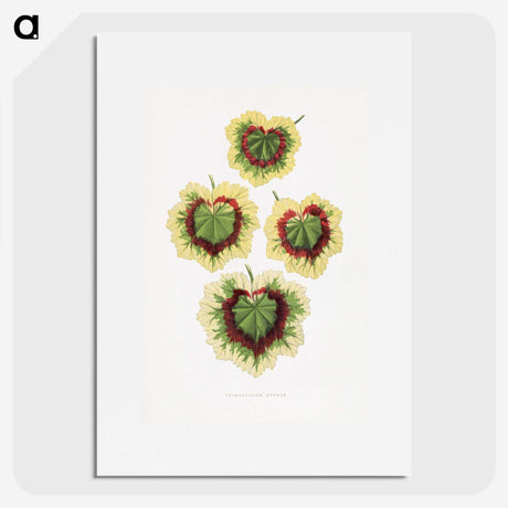 1-73_Plants-with-Colored-Foliage_picture