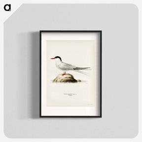アートポスター-Arctic Tern
 - スヴェンスカ フォグラル Poster.