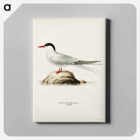 アートパネル-Arctic Tern
 - スヴェンスカ フォグラル Canvas.