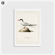 アートポストカード-Arctic Tern
 - スヴェンスカ フォグラル Postcard.
