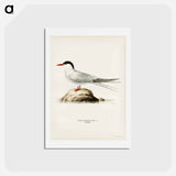アートポストカード-Arctic Tern
 - スヴェンスカ フォグラル Postcard.
