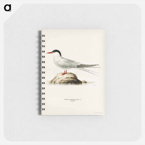 アートメモ帳-Arctic Tern
 - スヴェンスカ フォグラル Memo.