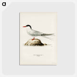 アートポストカード-Arctic Tern
 - スヴェンスカ フォグラル Postcard.