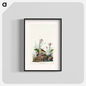 アートポスター-Yellow-winged Sparrow from Birds of America
 - アメリカの鳥たち Poster.
