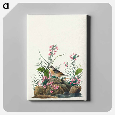 アートパネル-Yellow-winged Sparrow from Birds of America
 - アメリカの鳥たち Canvas.