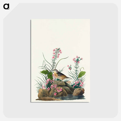 アートポストカード-Yellow-winged Sparrow from Birds of America
 - アメリカの鳥たち Postcard.