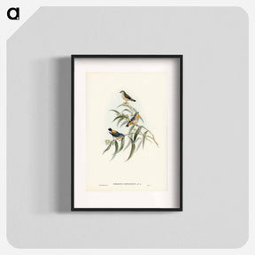 アートポスター-Yellow-rumped Pardalote
 - オーストラリアの鳥 Poster.