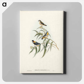 アートパネル-Yellow-rumped Pardalote
 - オーストラリアの鳥 Canvas.