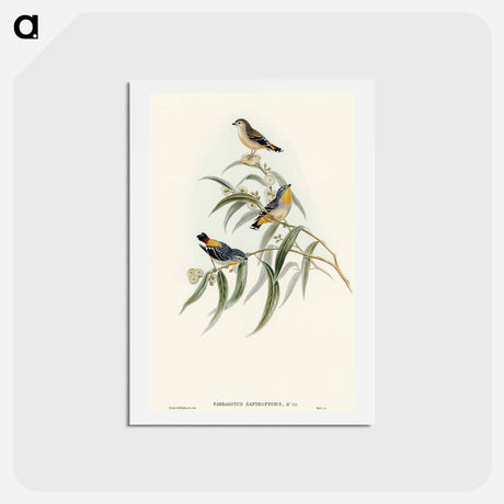アートポストカード-Yellow-rumped Pardalote
 - オーストラリアの鳥 Postcard.