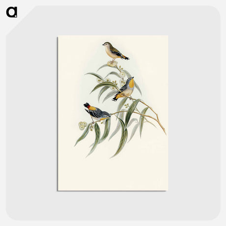 アートポストカード-Yellow-rumped Pardalote
 - オーストラリアの鳥 Postcard.