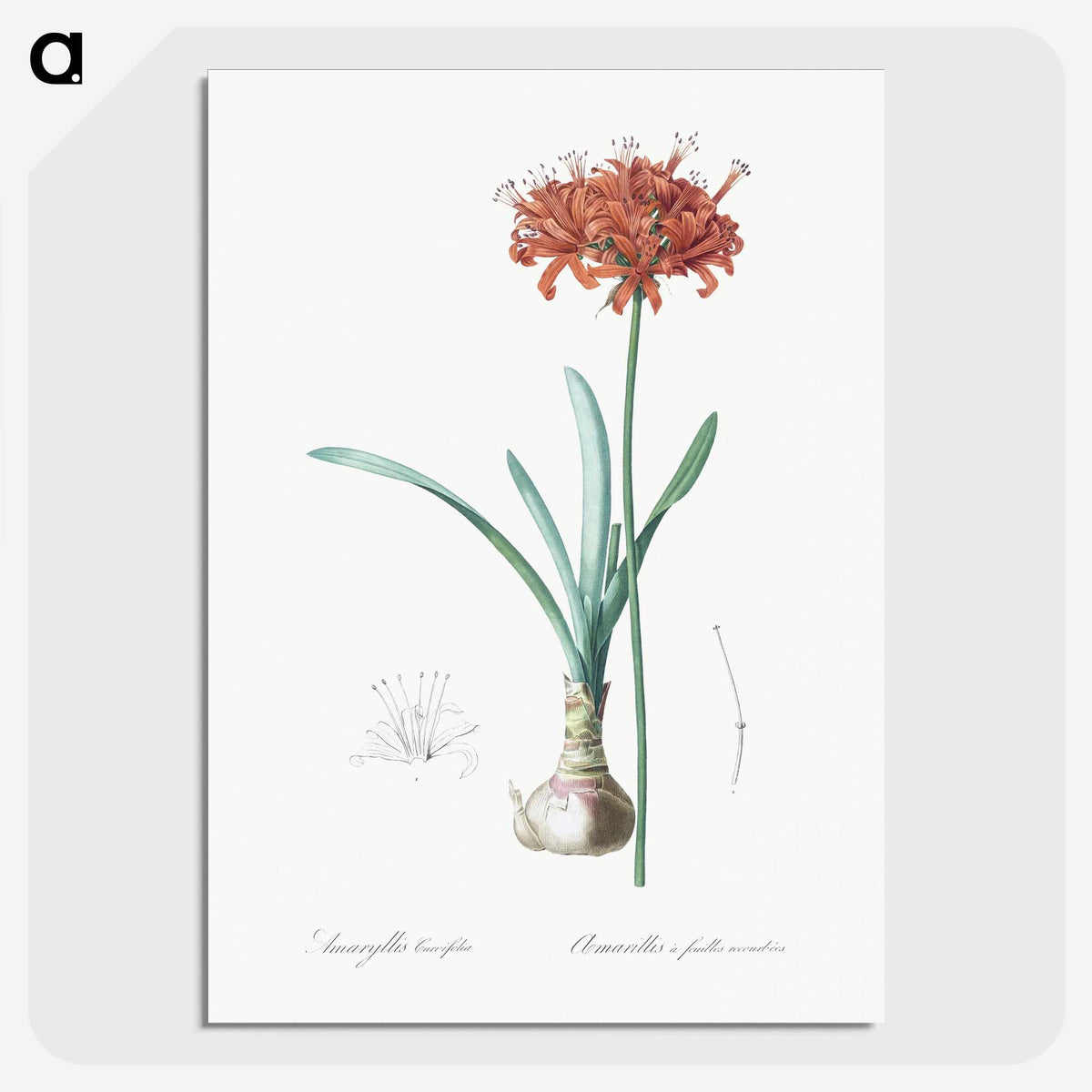 1-73_The-Lilies_picture-crop
