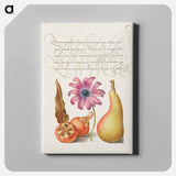 アートパネル-Medlar, Poppy Anemone, and Pear from Mira Calligraphiae Monumenta
 - 書道のお手本 Canvas.