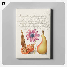 アートパネル-Medlar, Poppy Anemone, and Pear from Mira Calligraphiae Monumenta
 - 書道のお手本 Canvas.