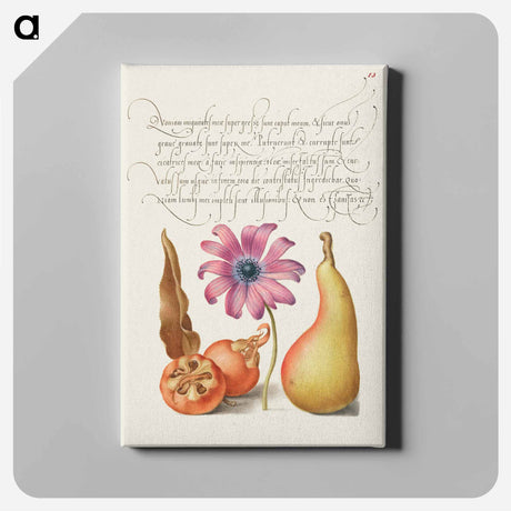 アートパネル-Medlar, Poppy Anemone, and Pear from Mira Calligraphiae Monumenta
 - 書道のお手本 Canvas.
