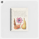 アートメモ帳-Medlar, Poppy Anemone, and Pear from Mira Calligraphiae Monumenta
 - 書道のお手本 Memo.