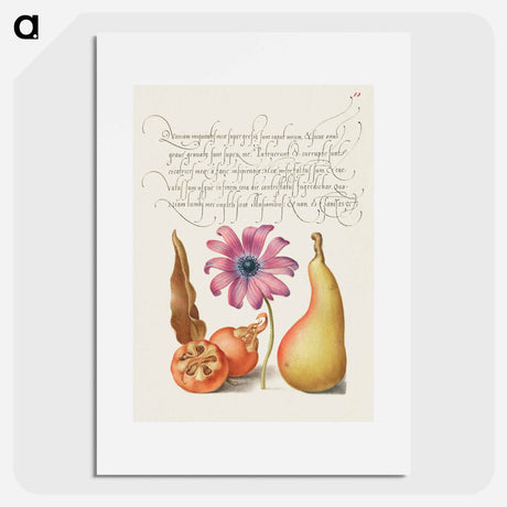 アートポスター-Medlar, Poppy Anemone, and Pear from Mira Calligraphiae Monumenta
 - 書道のお手本 Poster.