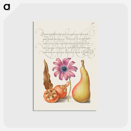 アートポストカード-Medlar, Poppy Anemone, and Pear from Mira Calligraphiae Monumenta
 - 書道のお手本 Postcard.