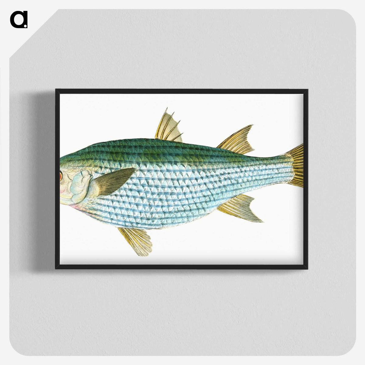1-73_The-Natural-History-of-British-Fishes_blk-crop