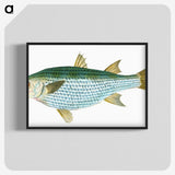 1-73_The-Natural-History-of-British-Fishes_blk-crop