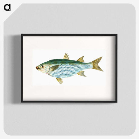 1-73_The-Natural-History-of-British-Fishes_blk