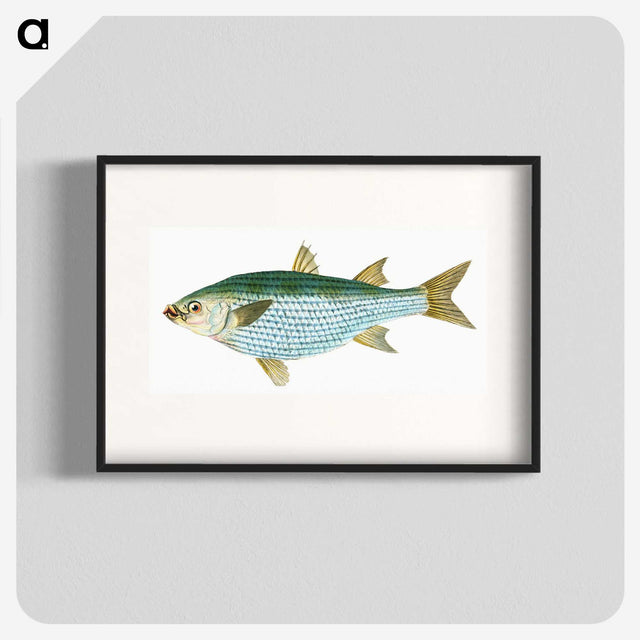 1-73_The-Natural-History-of-British-Fishes_blk