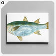 1-73_The-Natural-History-of-British-Fishes_canvas