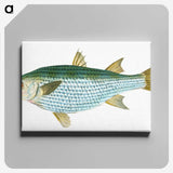 1-73_The-Natural-History-of-British-Fishes_canvas