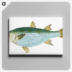 1-73_The-Natural-History-of-British-Fishes_canvas