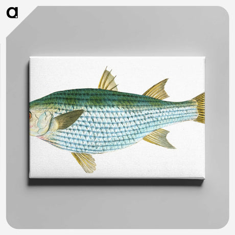1-73_The-Natural-History-of-British-Fishes_canvas