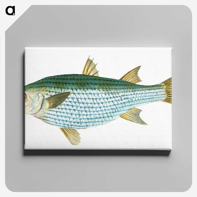 1-73_The-Natural-History-of-British-Fishes_canvas