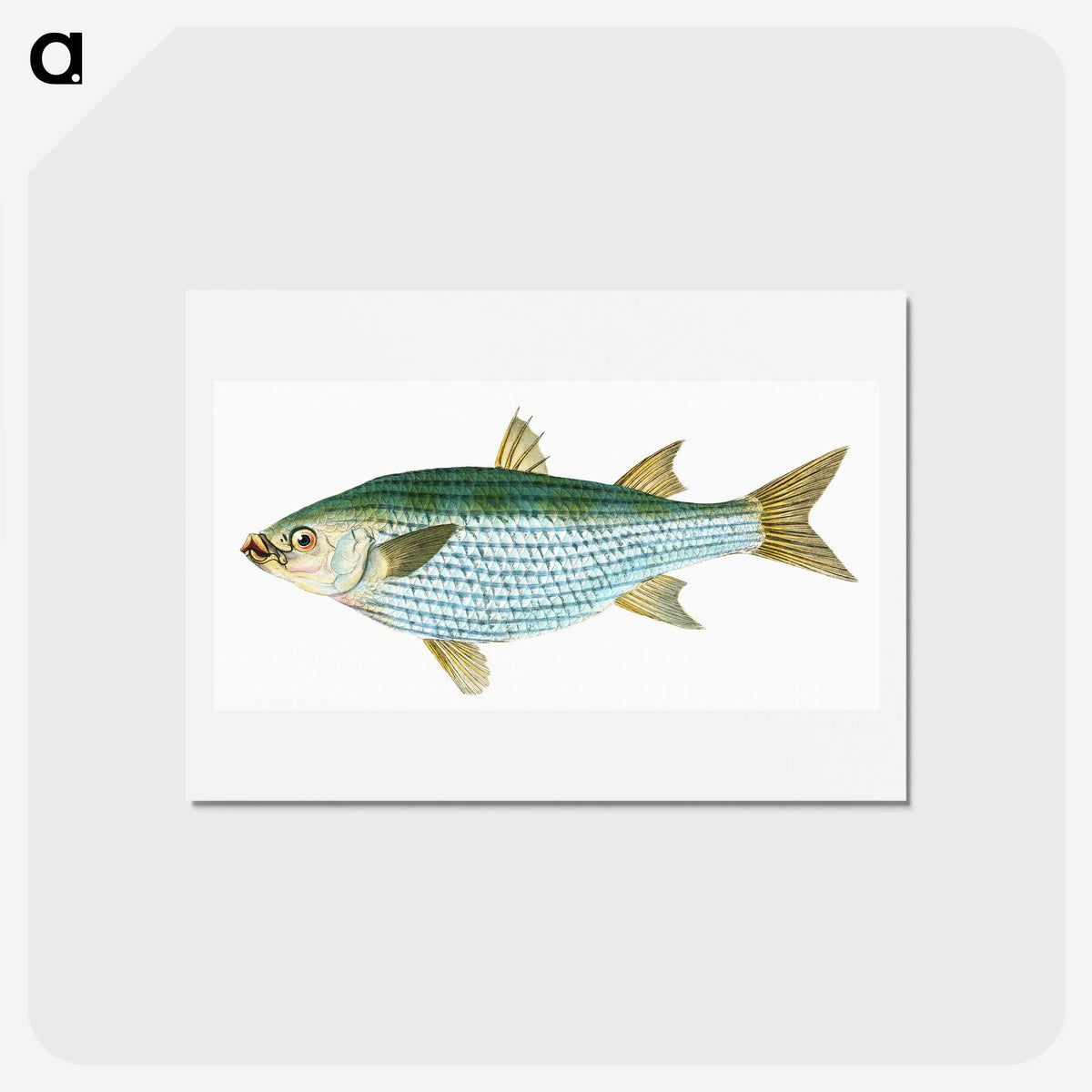 1-73_The-Natural-History-of-British-Fishes_hagaki