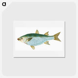 1-73_The-Natural-History-of-British-Fishes_hagaki