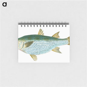 1-73_The-Natural-History-of-British-Fishes_memo