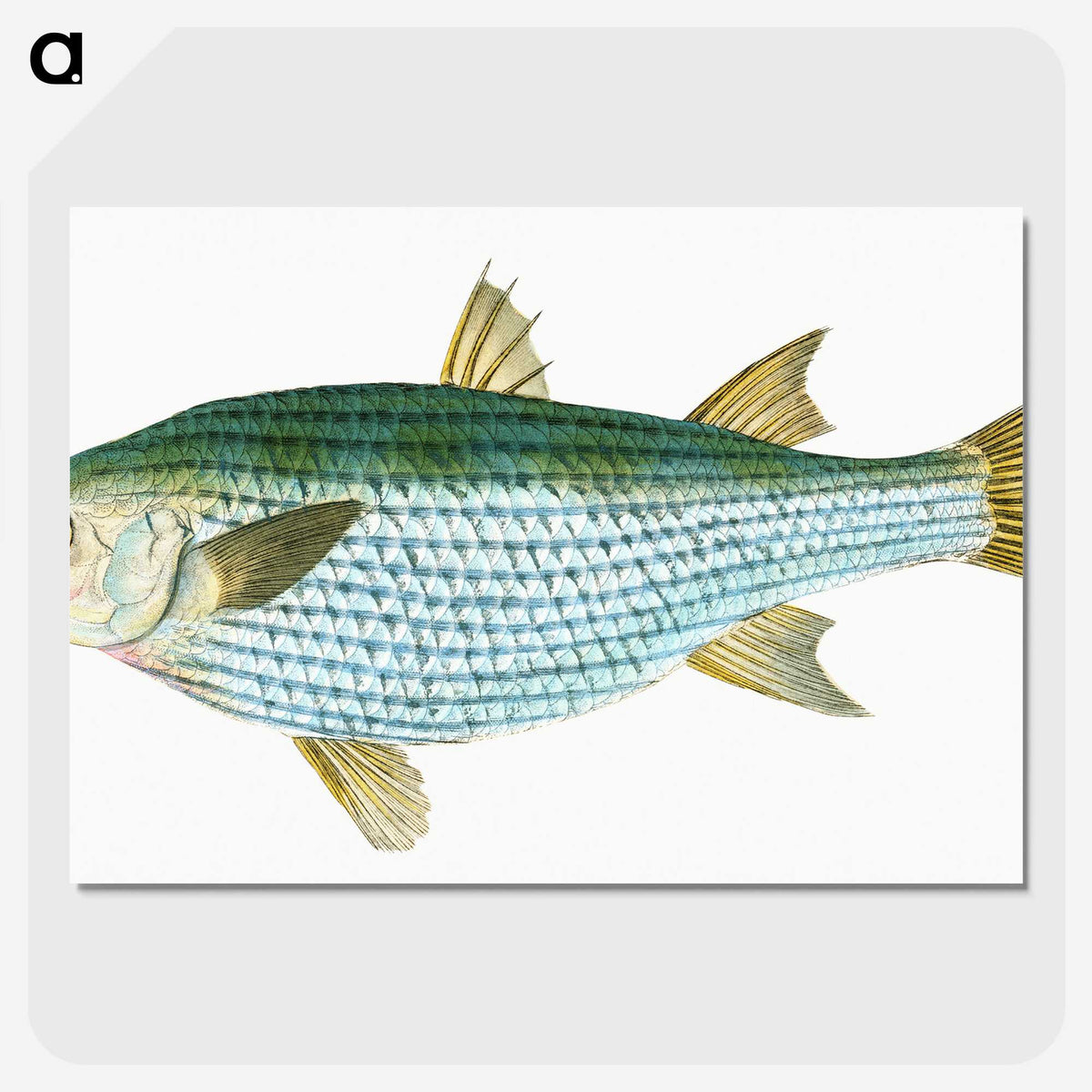 1-73_The-Natural-History-of-British-Fishes_picture-crop