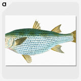1-73_The-Natural-History-of-British-Fishes_picture-crop