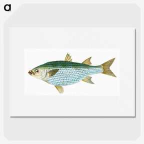1-73_The-Natural-History-of-British-Fishes_picture