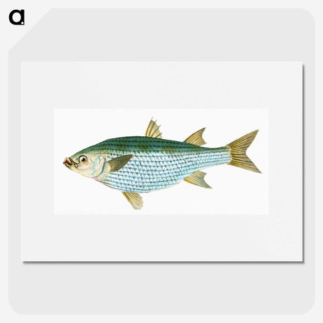 1-73_The-Natural-History-of-British-Fishes_picture