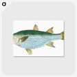 1-73_The-Natural-History-of-British-Fishes_postcard