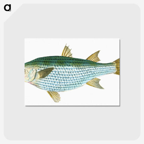1-73_The-Natural-History-of-British-Fishes_postcard