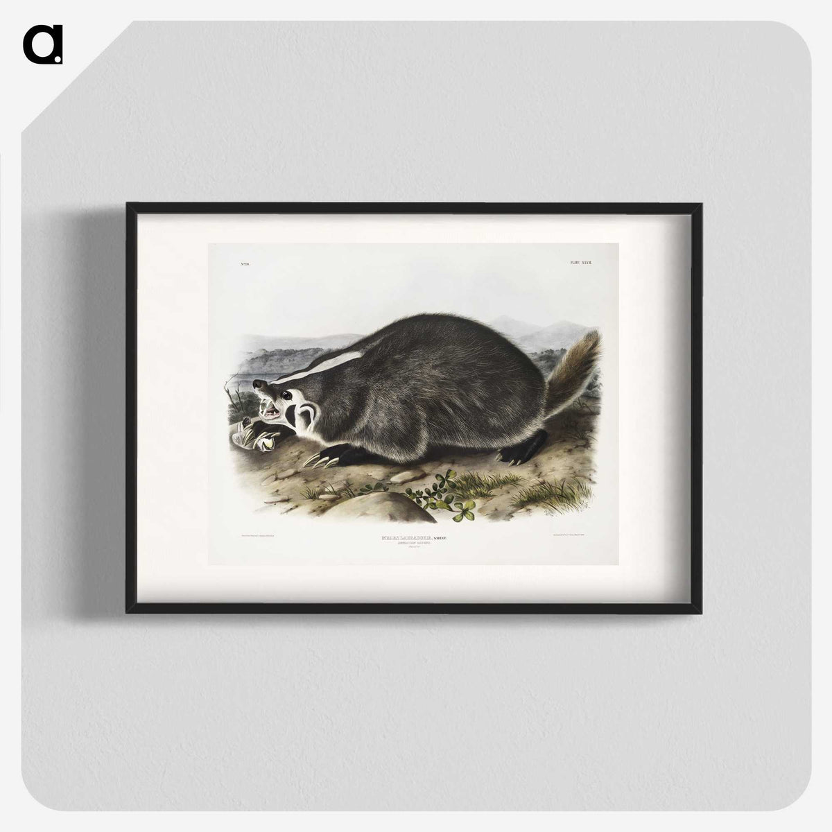 1-73_The-Viviparous-Quadrupeds_blk