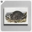 1-73_The-Viviparous-Quadrupeds_canvas