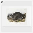 1-73_The-Viviparous-Quadrupeds_picture