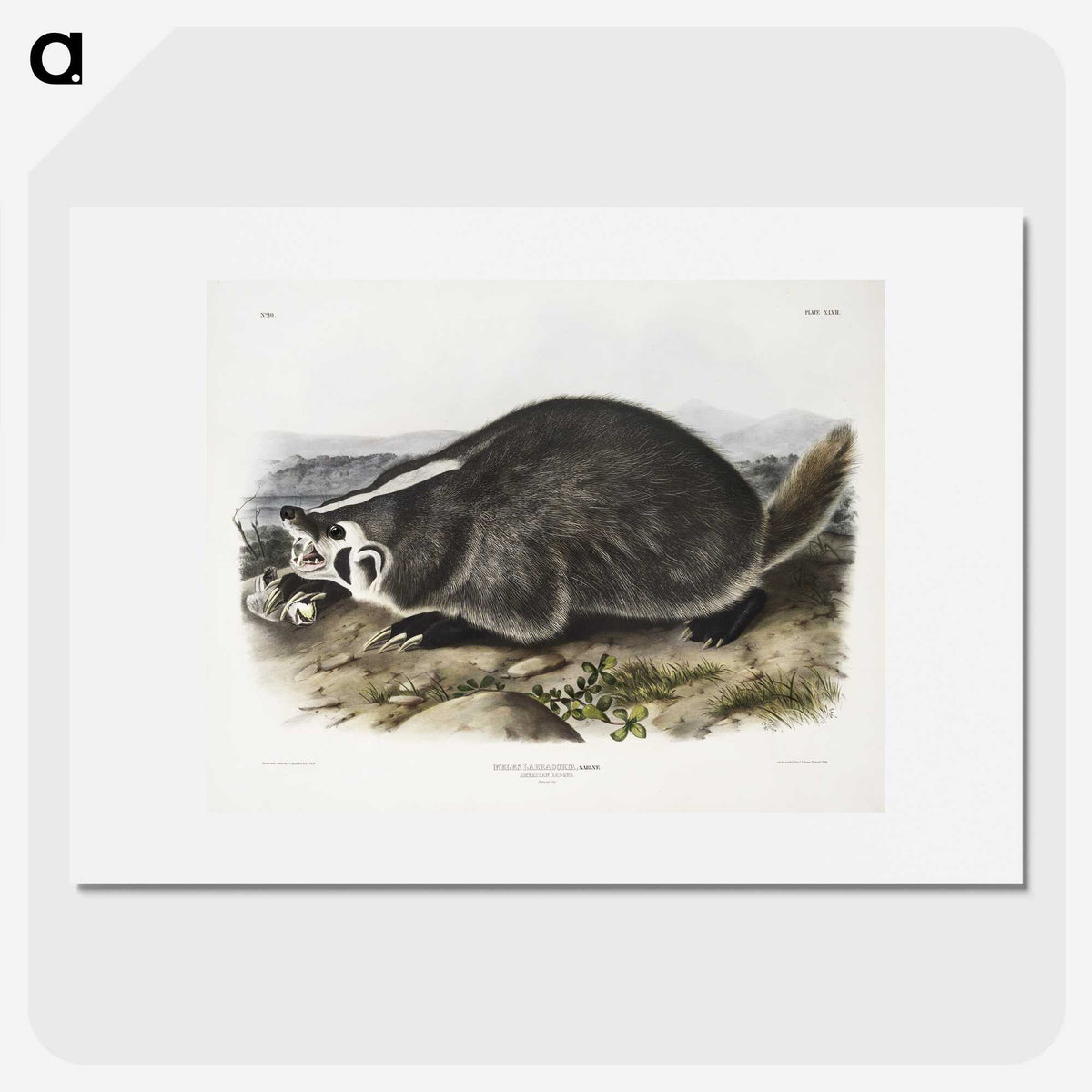 1-73_The-Viviparous-Quadrupeds_picture