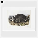 1-73_The-Viviparous-Quadrupeds_picture