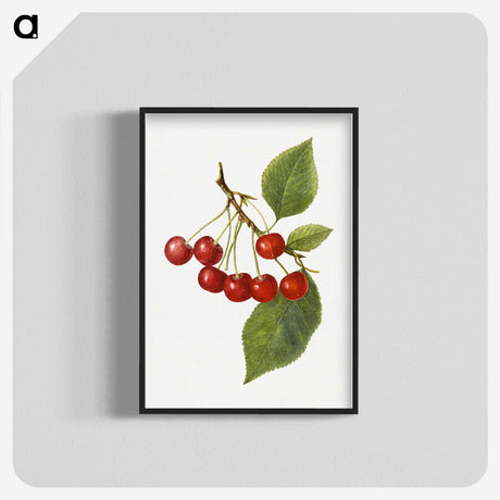 1-73_USDA-Watercolor-Fruit-Painting-Collection_blk-crop