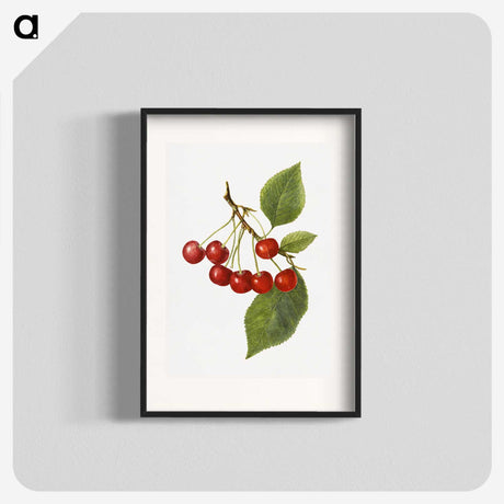 1-73_USDA-Watercolor-Fruit-Painting-Collection_blk