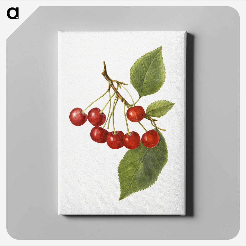 1-73_USDA-Watercolor-Fruit-Painting-Collection_canvas