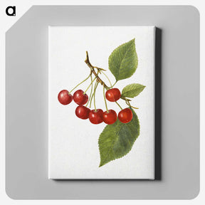 1-73_USDA-Watercolor-Fruit-Painting-Collection_canvas